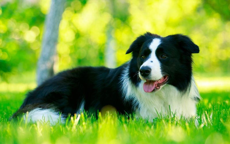 collie dog, working dog