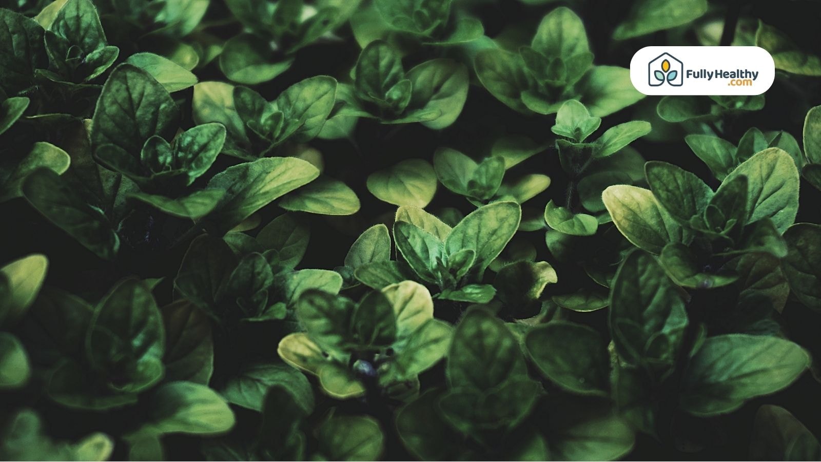 Dark green oregano plants with rich leaves in natural lighting