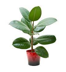 2,790 Rubber Plant Stock Photos, Pictures & Royalty-Free Images - iStock