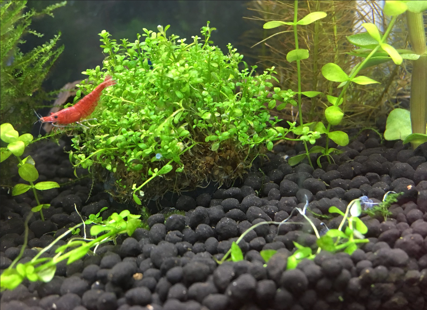 selecting ideal substrate for shrimp is crucial