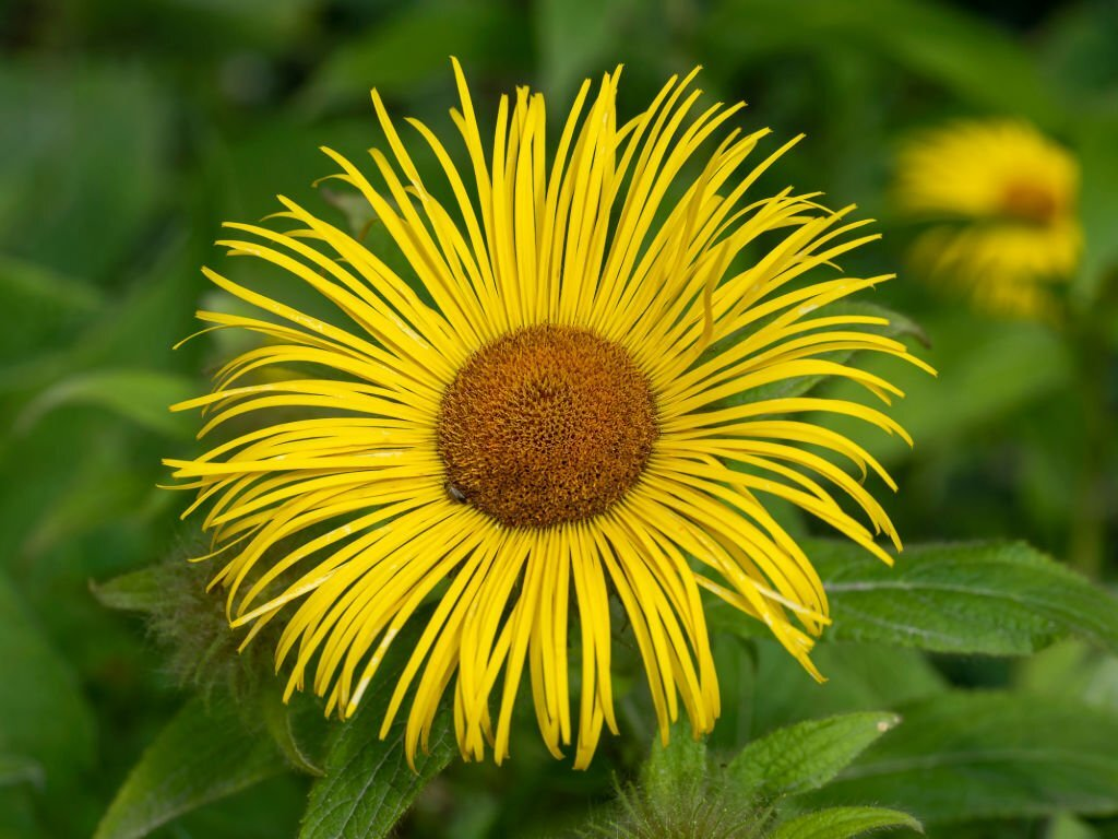Inula