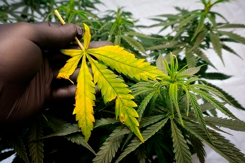 Cannabis Nutrient-Related Issues