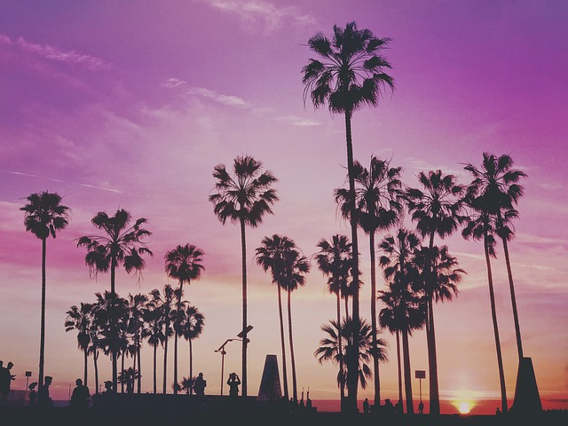 palm trees, miami, venice beach