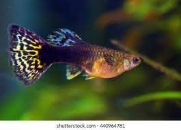 Pregnant Guppy Image