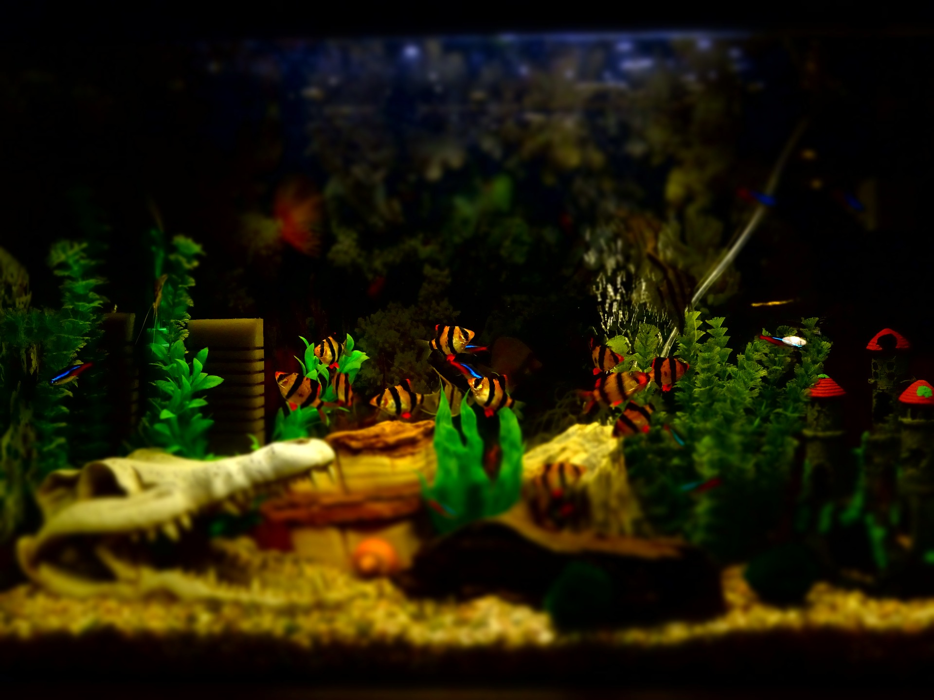 décorations d'aquarium