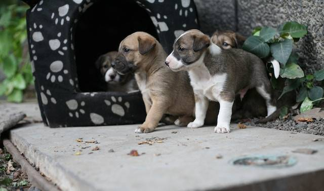 Four Short Coated Puppies