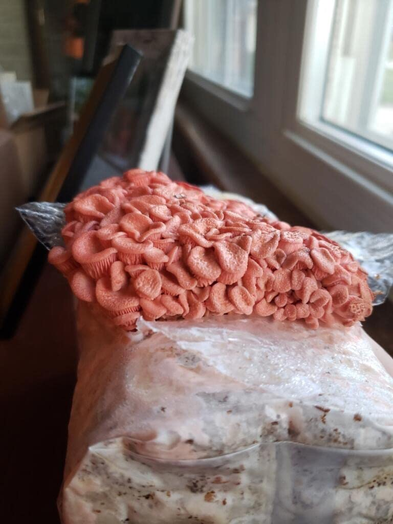 Forest Origins Specialty Trio Mushroom