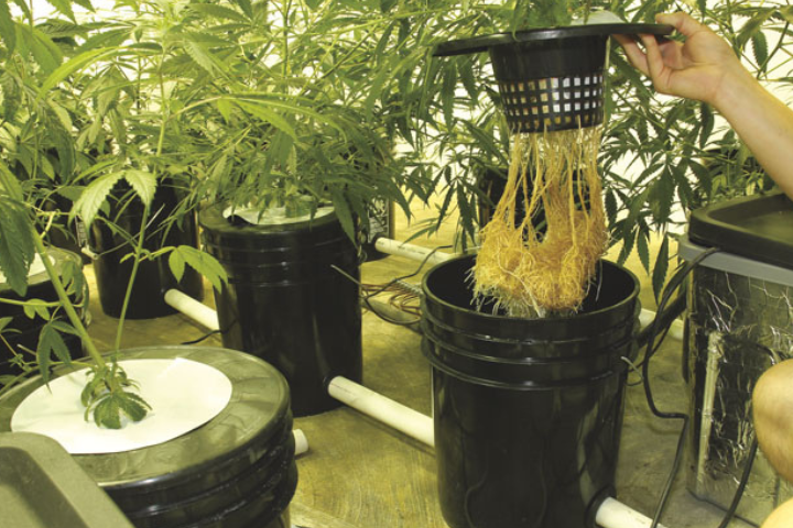 Many growers enjoy growing cannabis in hydroponic systems