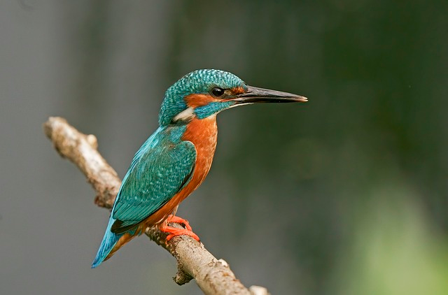 kingfisher, bird, perched