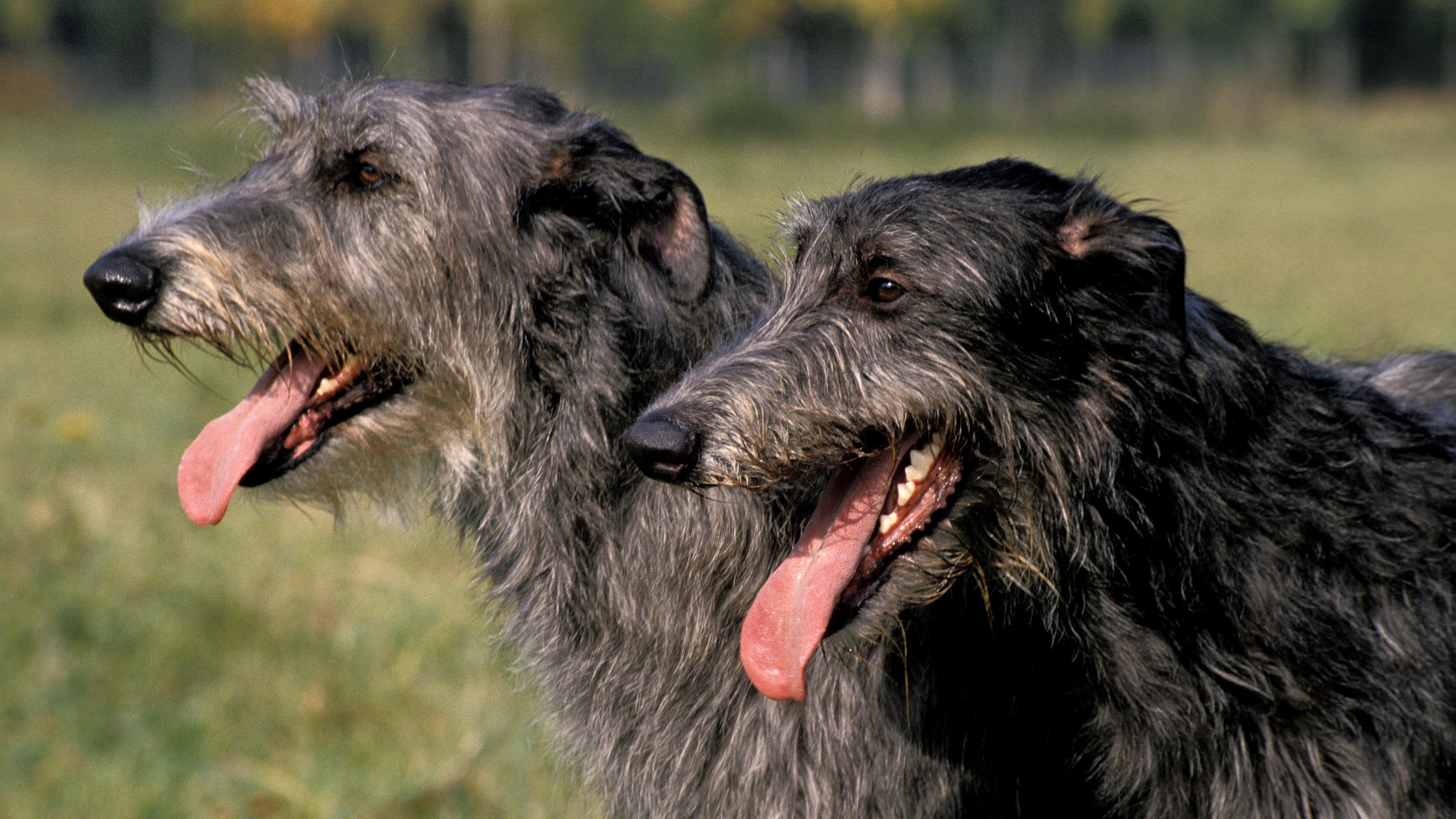 Side face view of two smiling Deerhounds