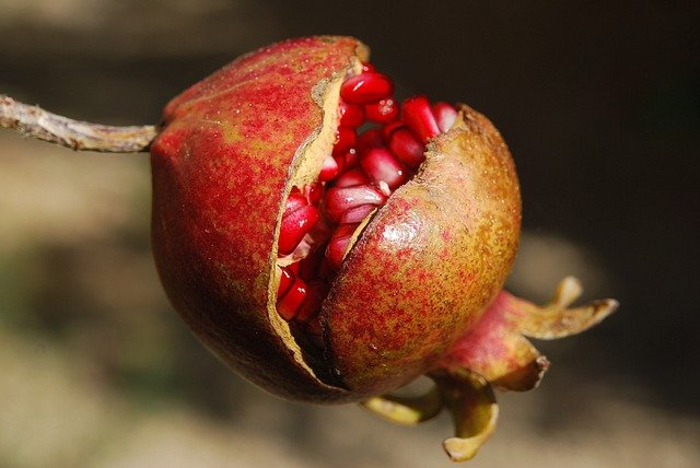 pomegranate, fruit, food