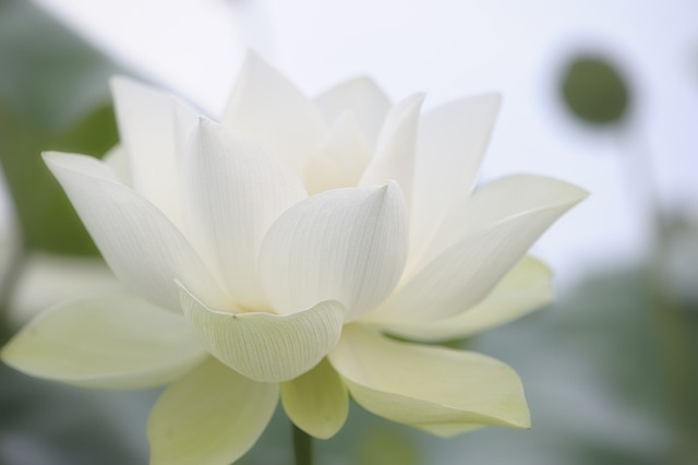 flower, lotus, beautiful