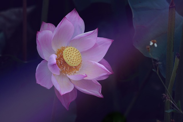 flower, lotus, zen