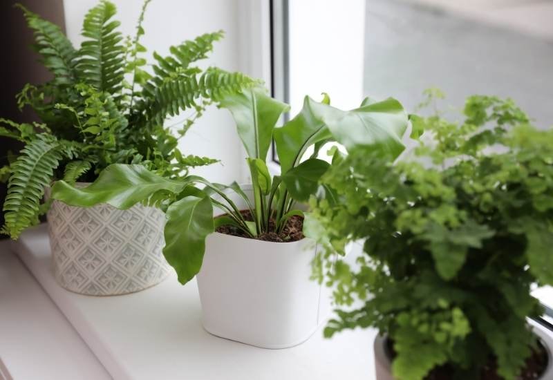 Selecting Fern Varieties for Your Home