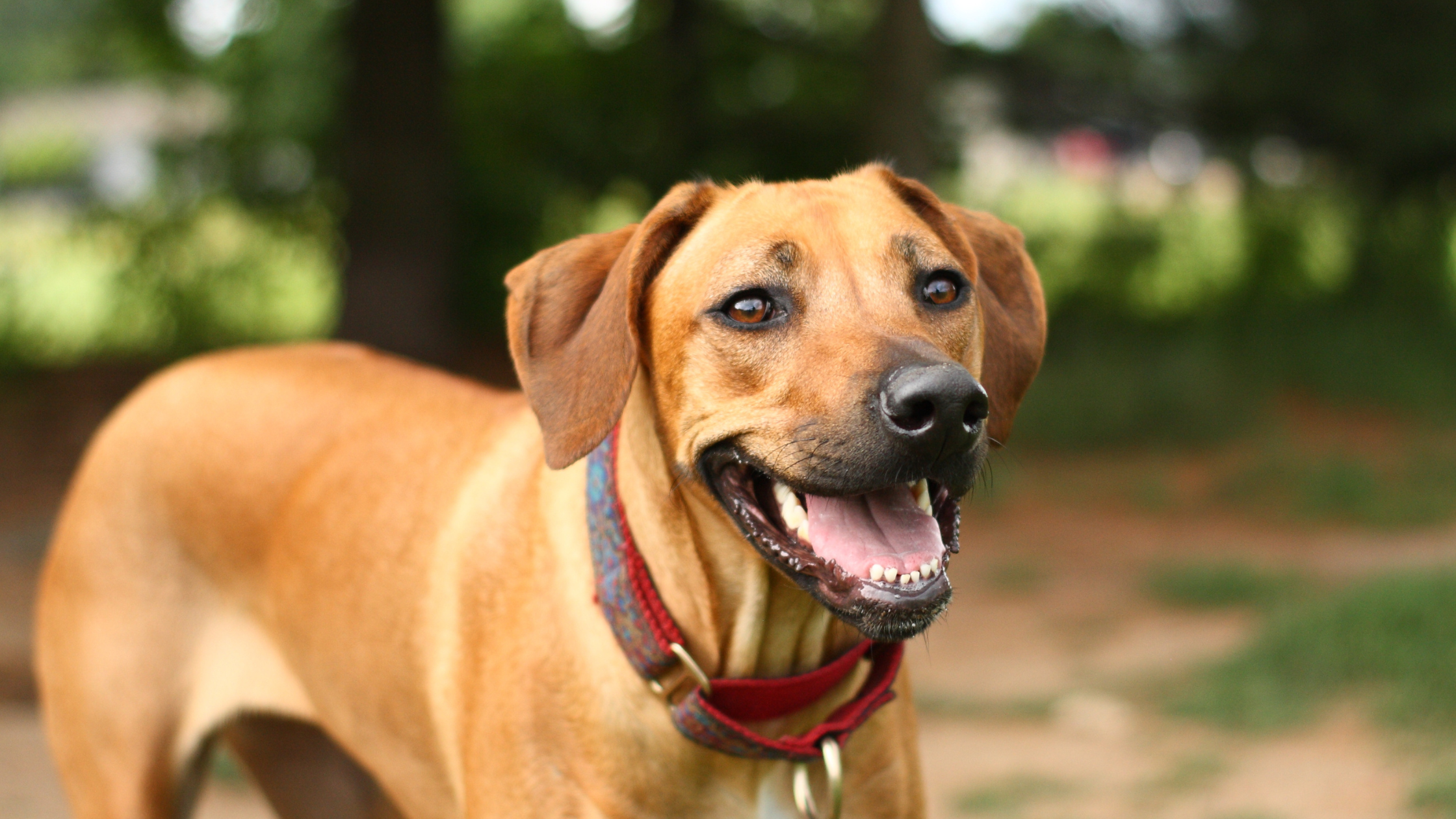 A smiling Ridgeback looking cute