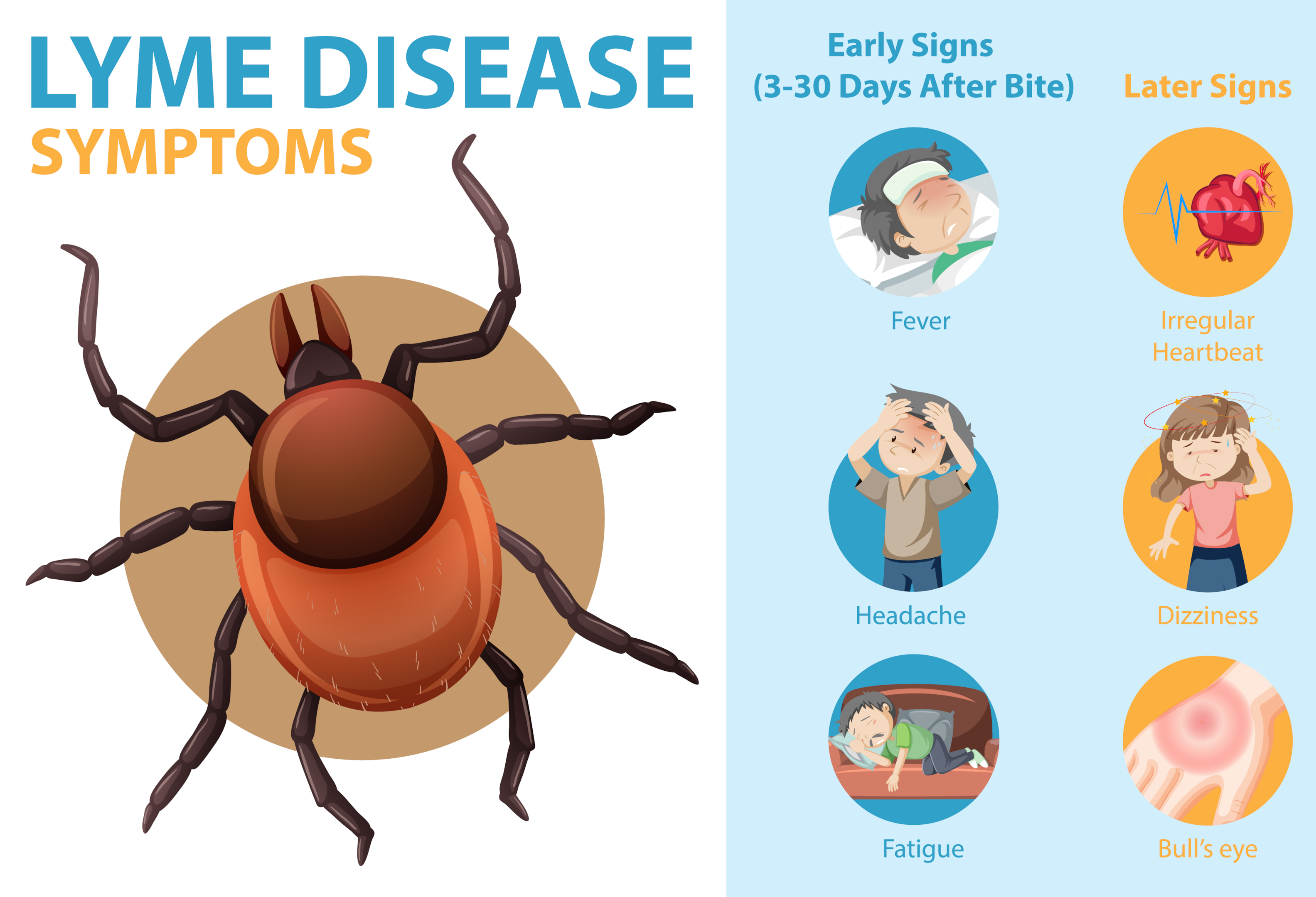 Diagnostic de la maladie de Lyme: la maladie de Lyme est causée par une piqûre de tique 