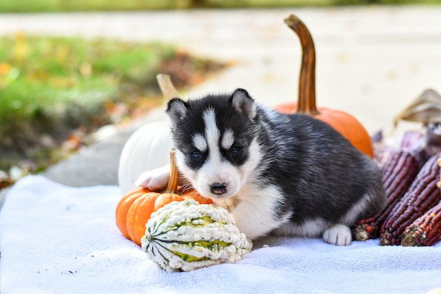 Vegetarian puppy clearance treats