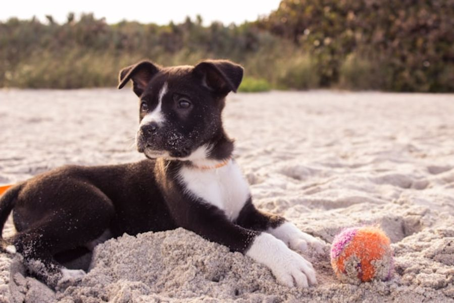 Black And White Dog Playing With A Ball On Sand