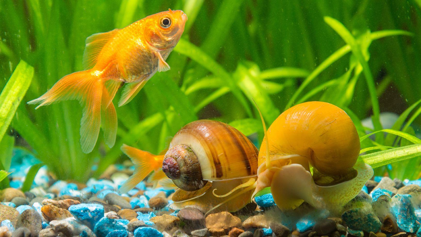 Common freshwater aquarium snails.