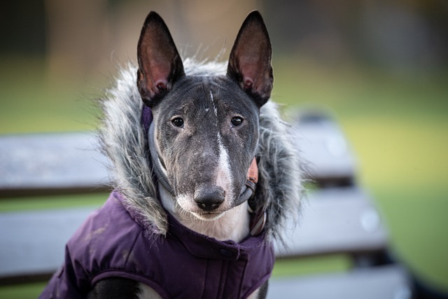 dog, puppy, miniature bull terrier