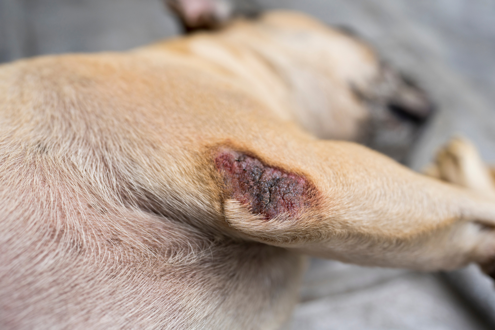 A Close-Up Of A Dog'S Skin With Allergies And Sensitivities