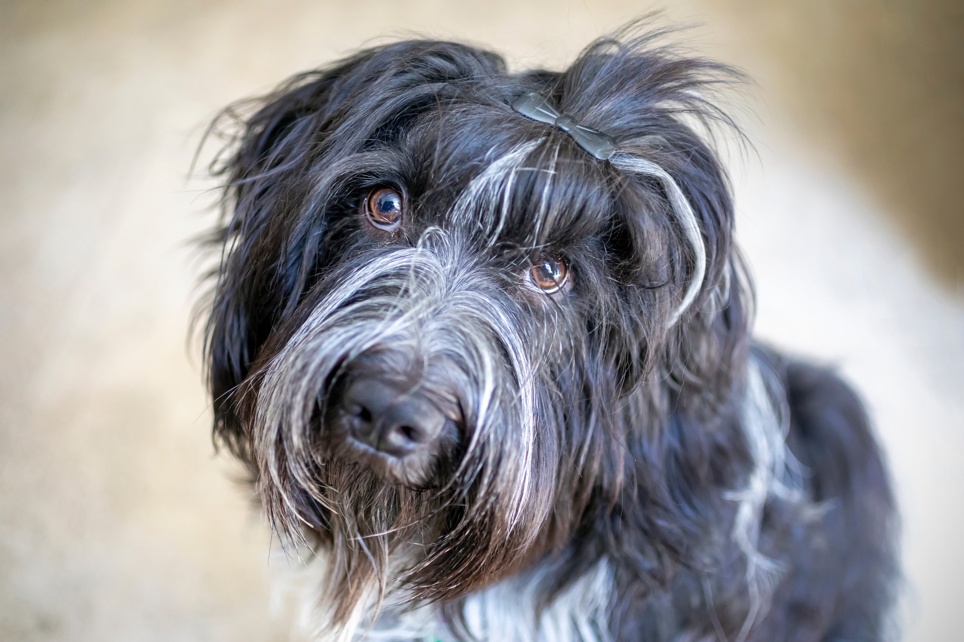 An adorable Schapendoes close up face view