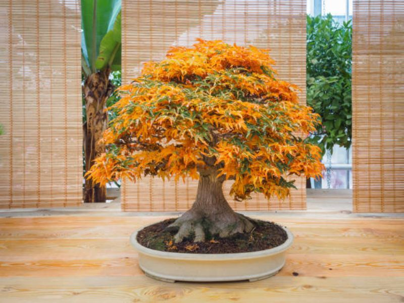 The trident maple requires specific soil compositions to thrive.