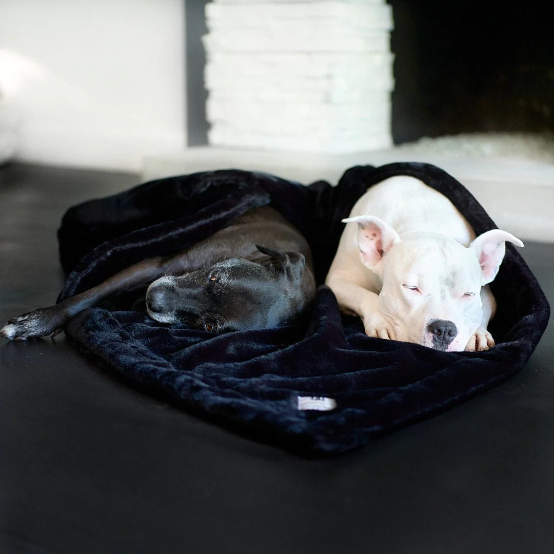 Pearl and Hudson Sharing the Animals Matter Waterproof dog blanket.