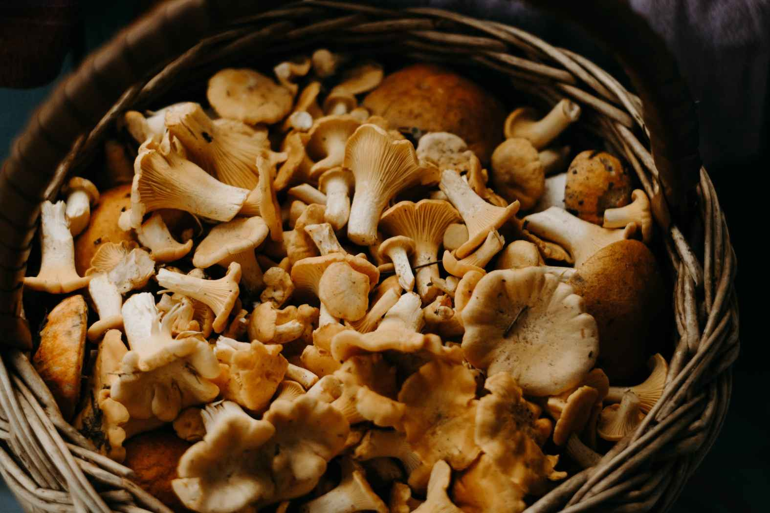 The Different Types of Mushroom