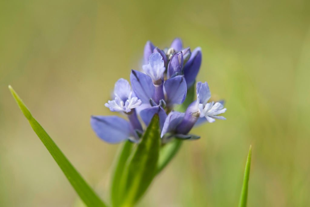 Milkwort