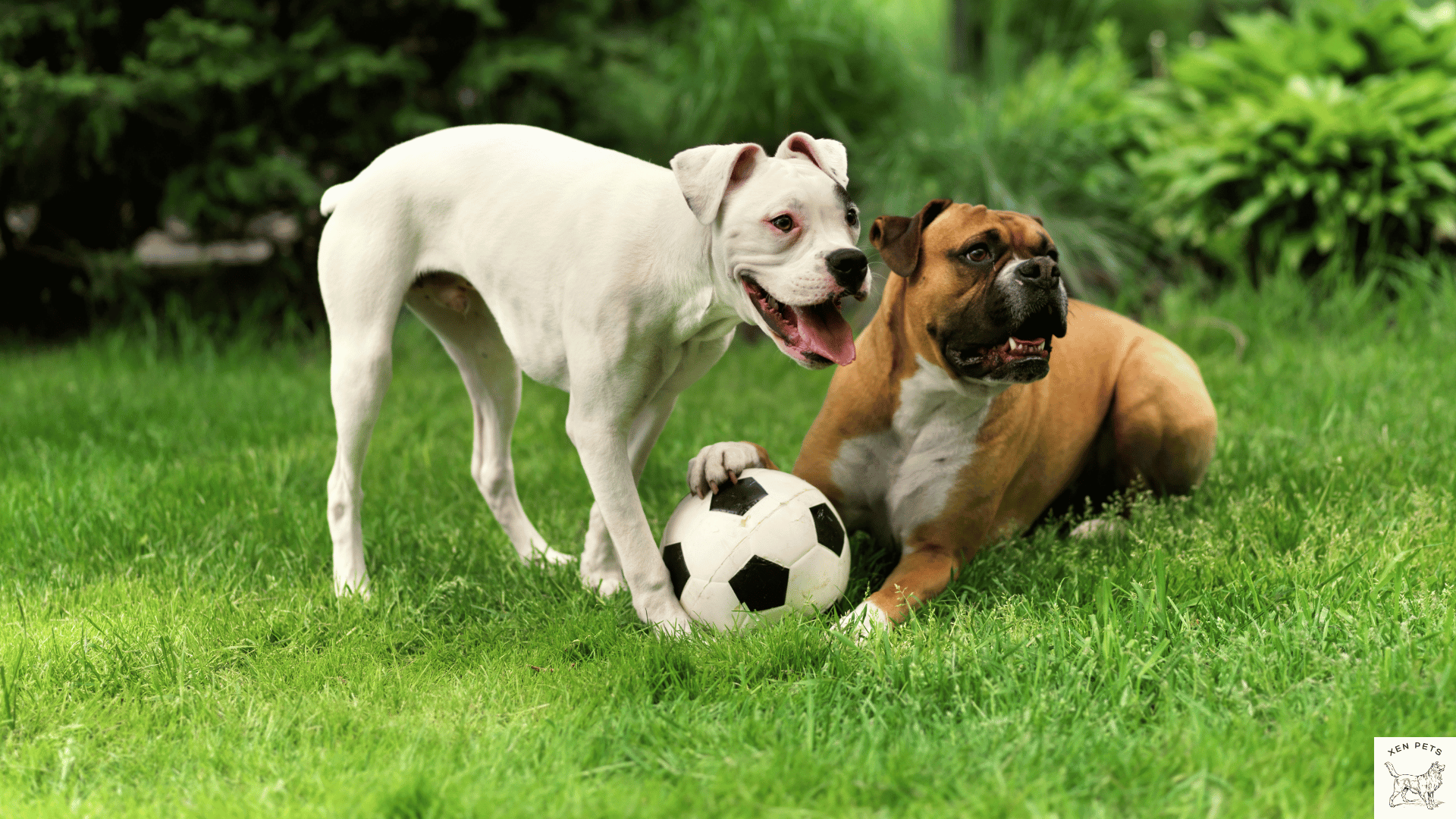 two excited dogs pant as they play with a soccer ball