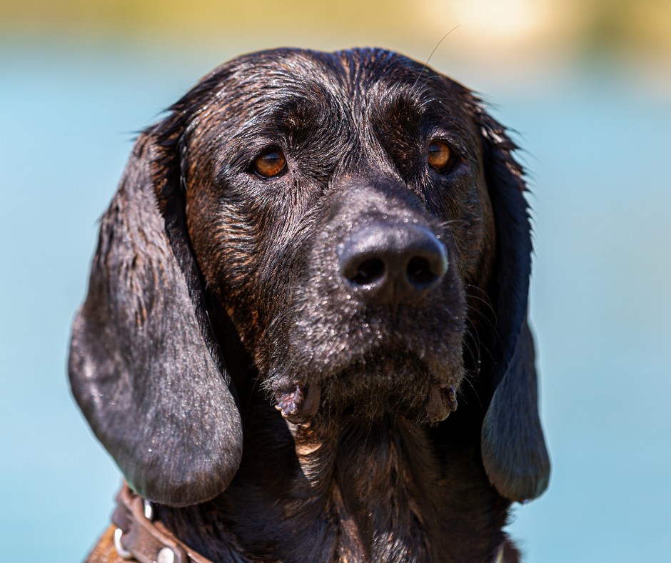Faceview of the Hanoverian scenthound