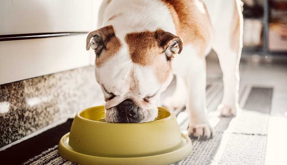 Dog Food Recalls