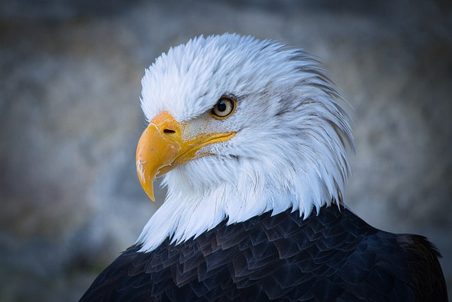 eagle, head, birds of prey