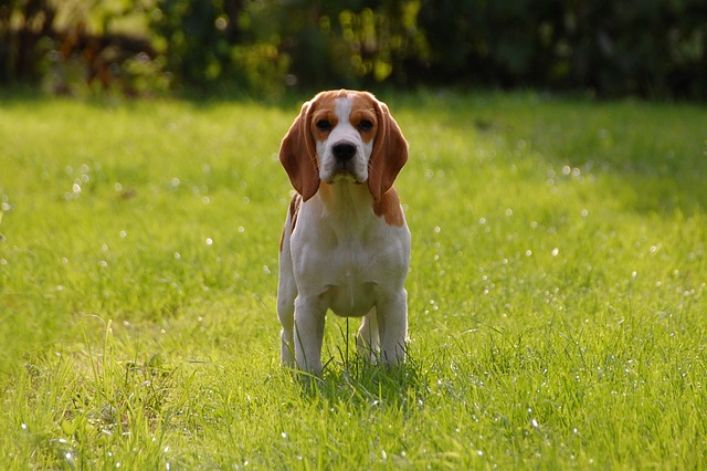 Beagle on green grass