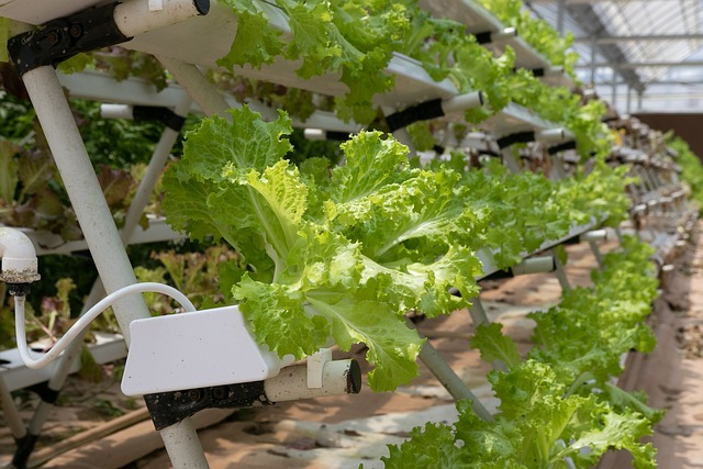  How To Grow Hydroponics In The Desert