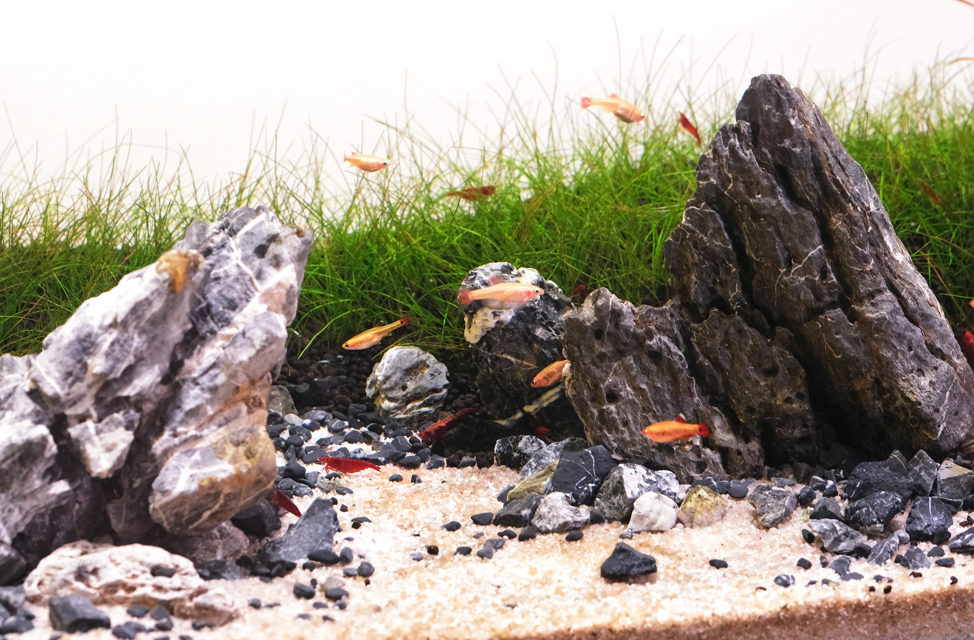 Close up view of grown-in Iwagumi aquascape with dwarf hairgrass, sand in the foreground and fish