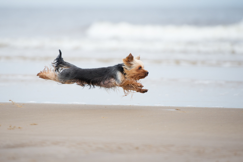 A Yorkie running on the beach and jumping in the air