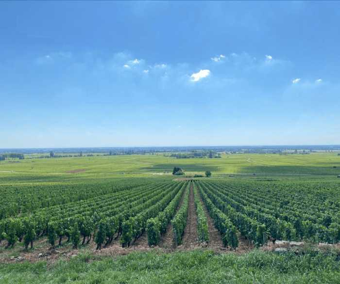 Bourgogne vinmarker