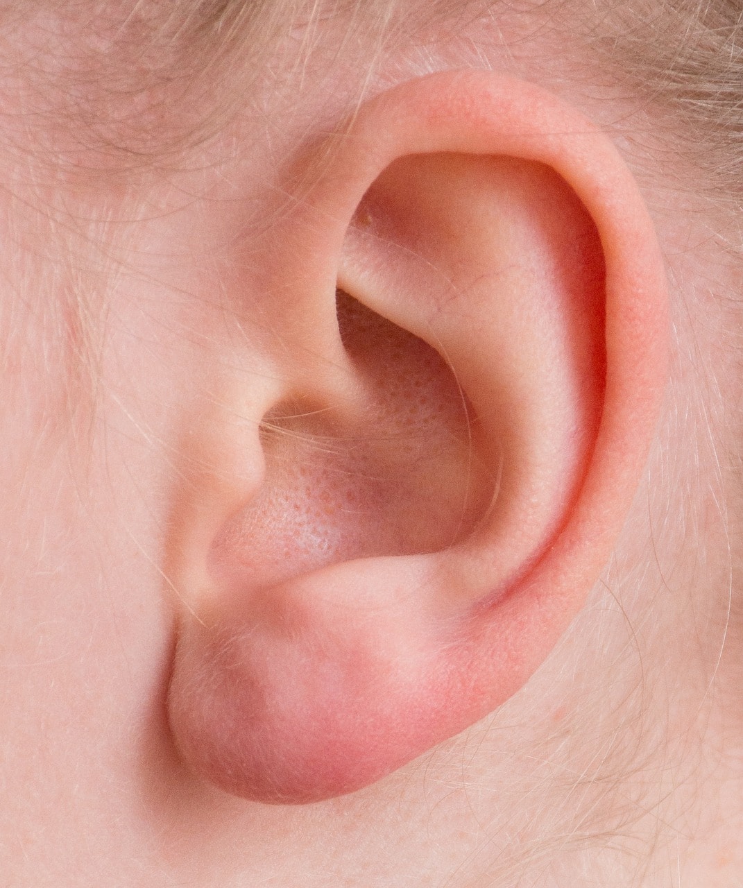 Close-up of ear
