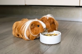 guinea pigs live, balanced diets