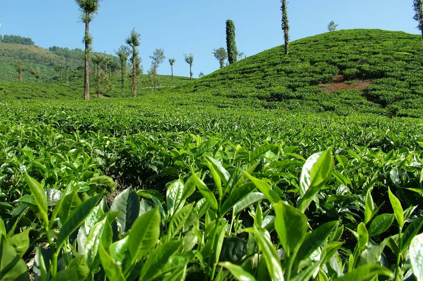 A scenic landscape view of lush, vibrant green tea plantations rolling across gentle hills under a clear blue sky, with tall, slender trees interspersed throughout the fields, showcasing the natural environment where tea leaves are grown.