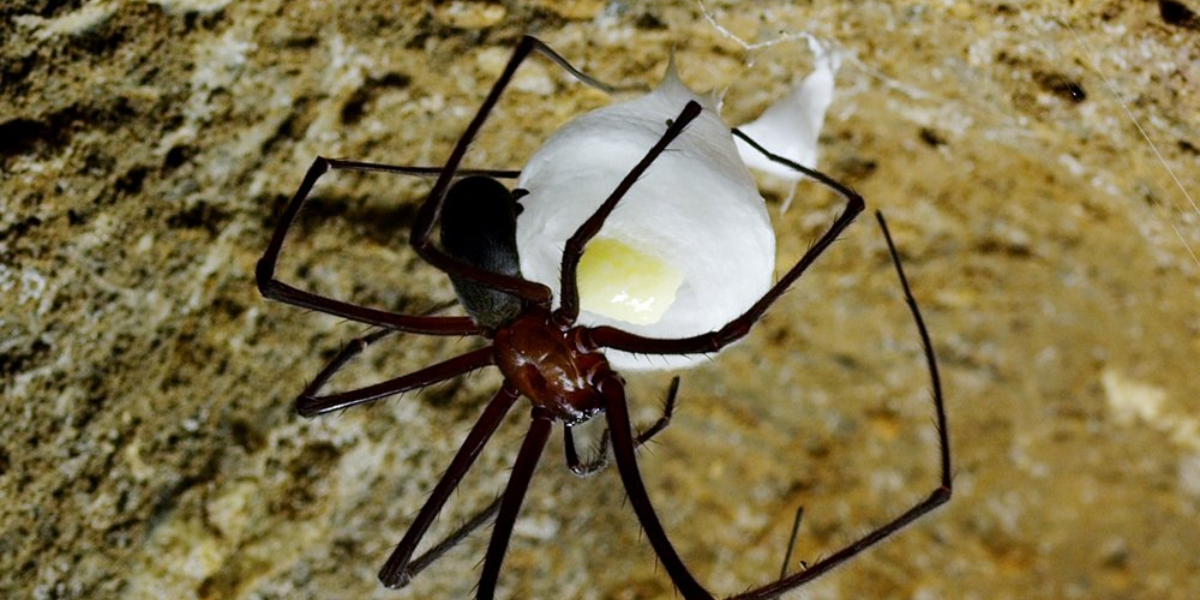 interesting animals in tasmania