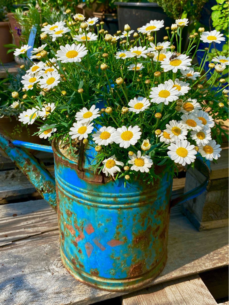 Watering can as a creative planter