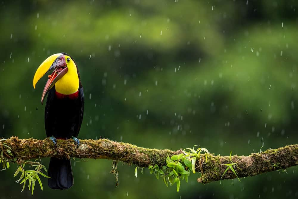 Go to Costa Rica Rain Season