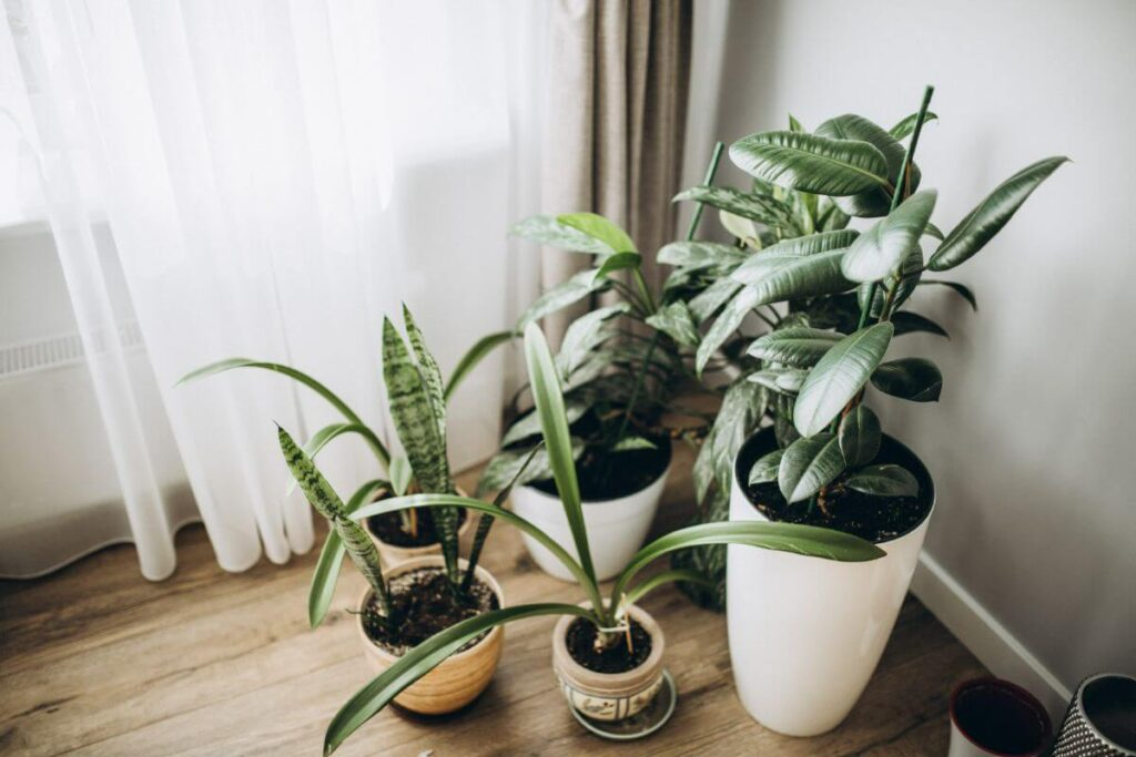 plants for small places