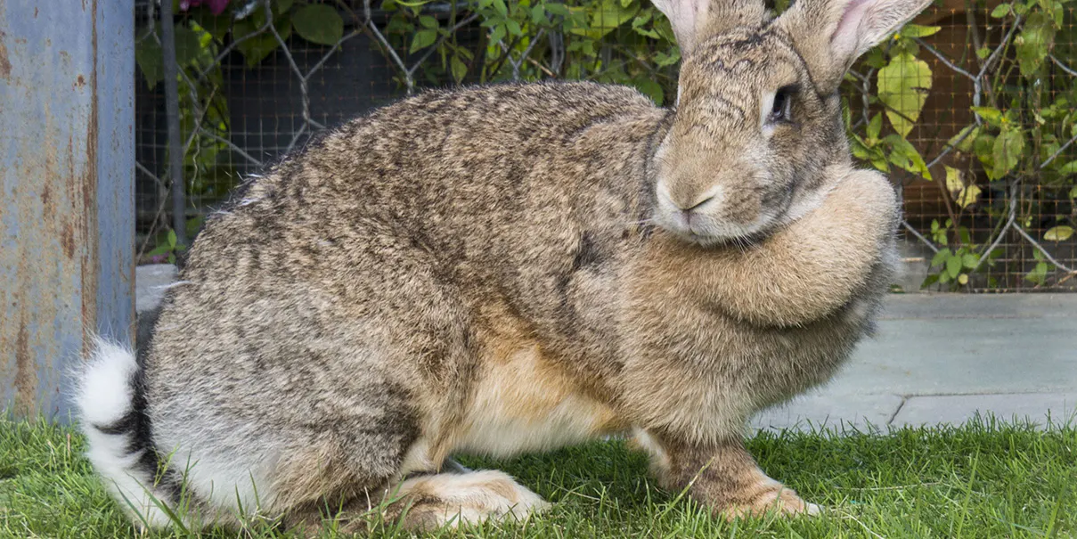 Giant Rabbit Breeds for Pets