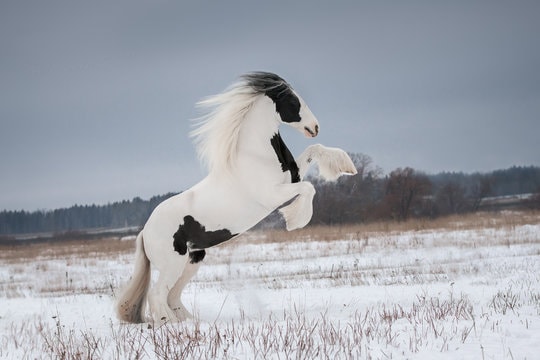 Gypsy horse on a snowy pasture