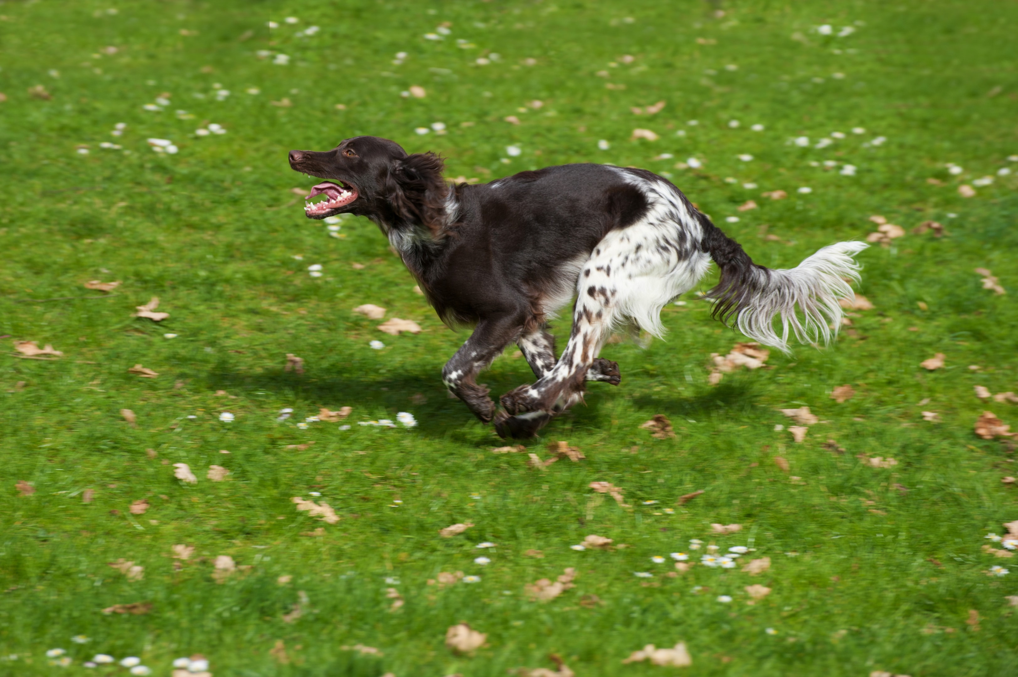 An energetic Small Munsterlander running in an open field