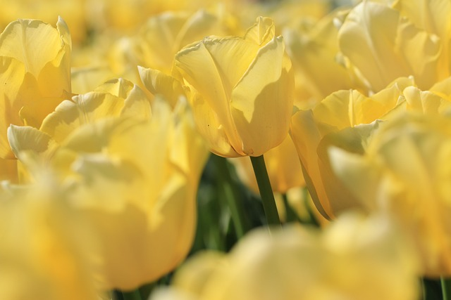 tulips, yellow, spring